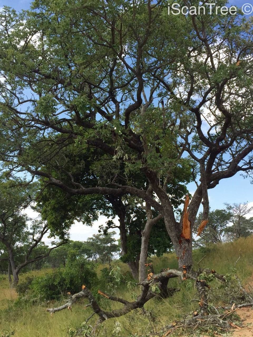 Marula 11