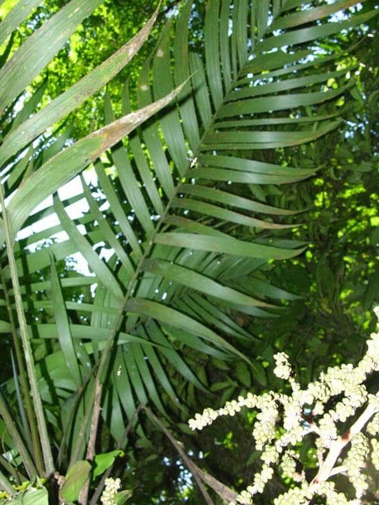 Geonoma pinnada 4