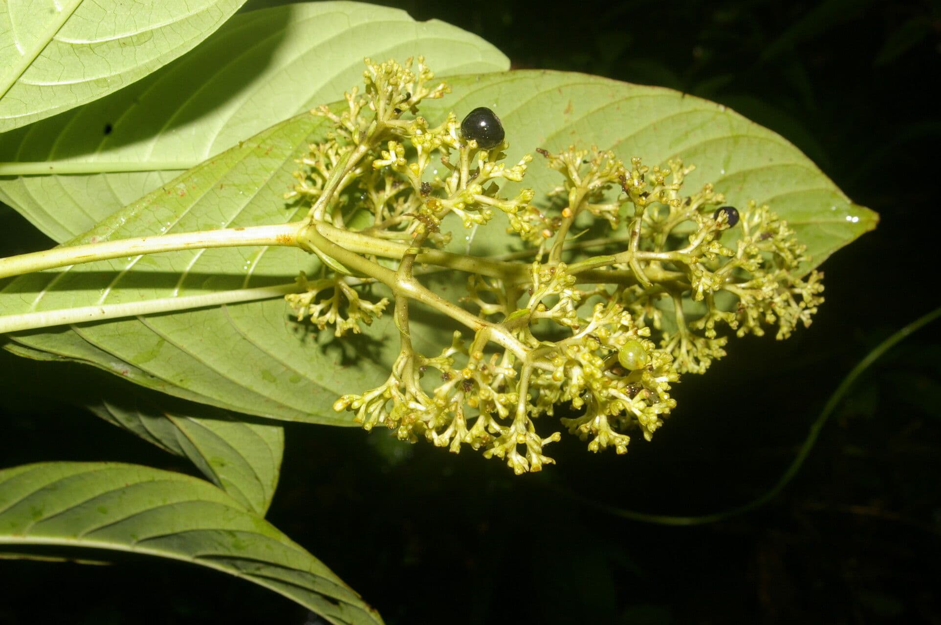 Palicourea