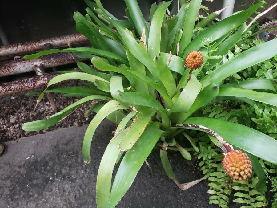 Aechmea 11