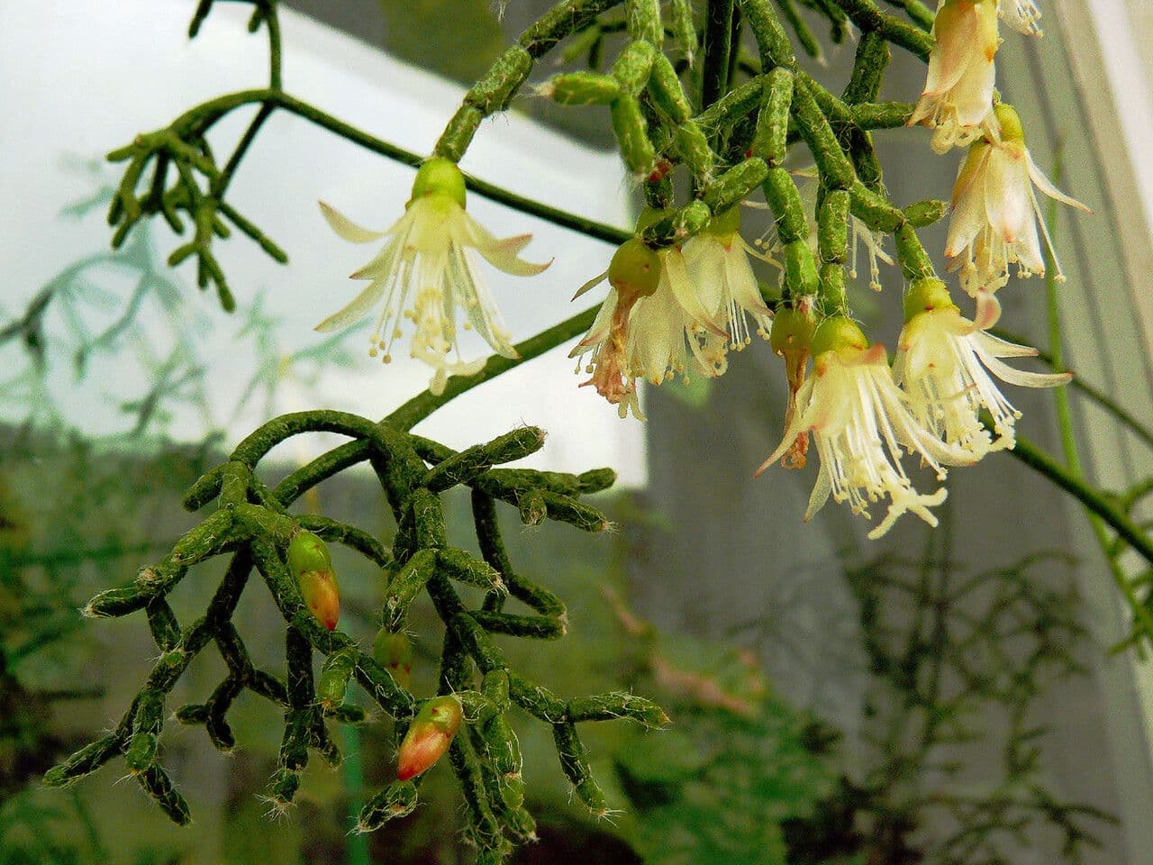 Cactus corail 2