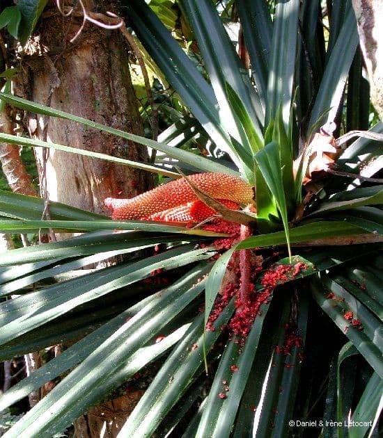 Freycinetia 4