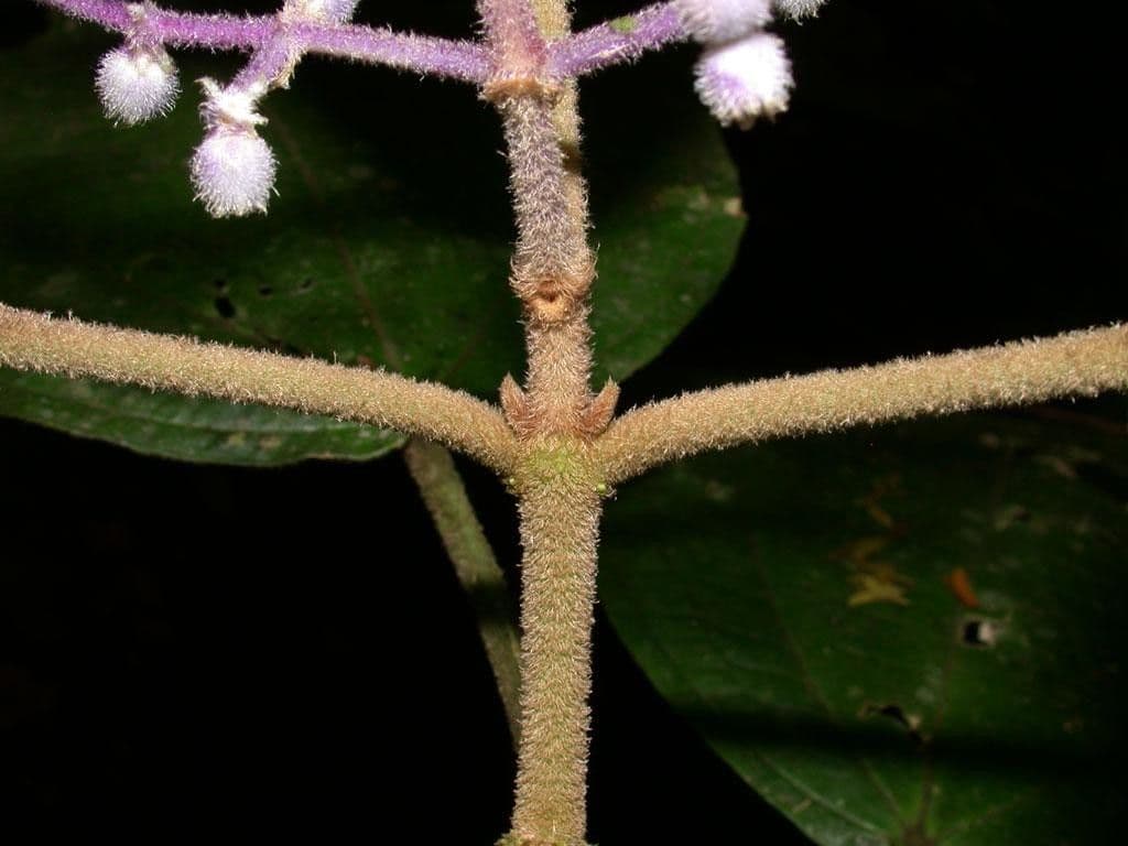 Miconia 10