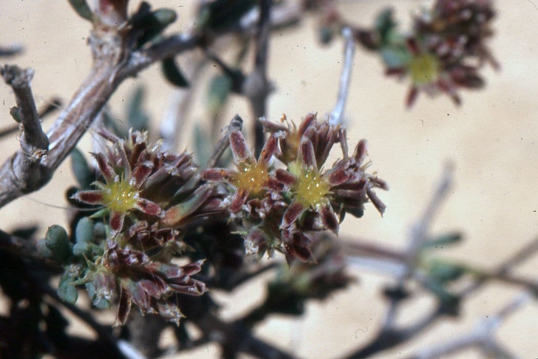 Gymnocarpos 25