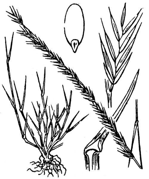 Vlasovka jednostranná 22