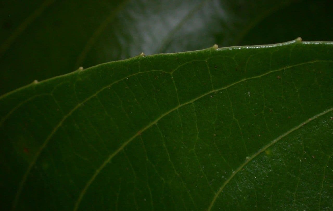 Passiflora lucida 5