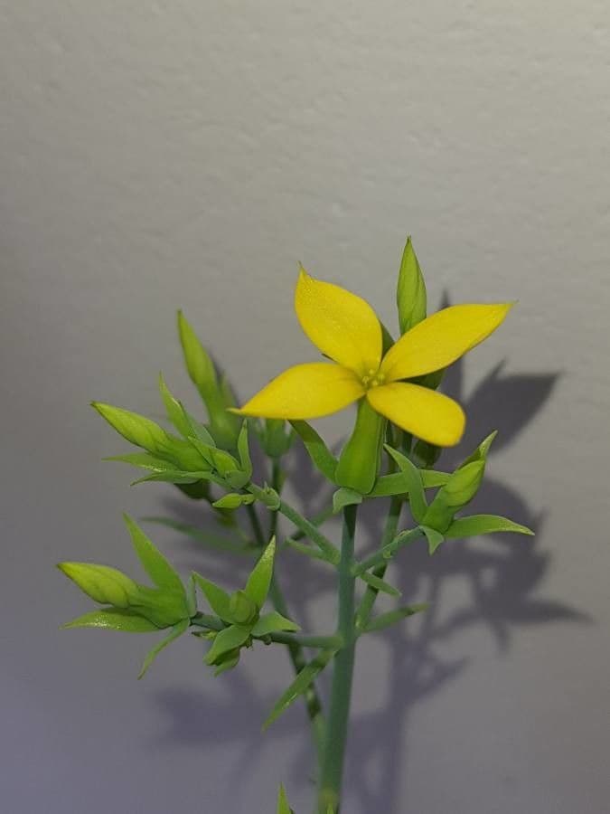 Kalanchoe 2