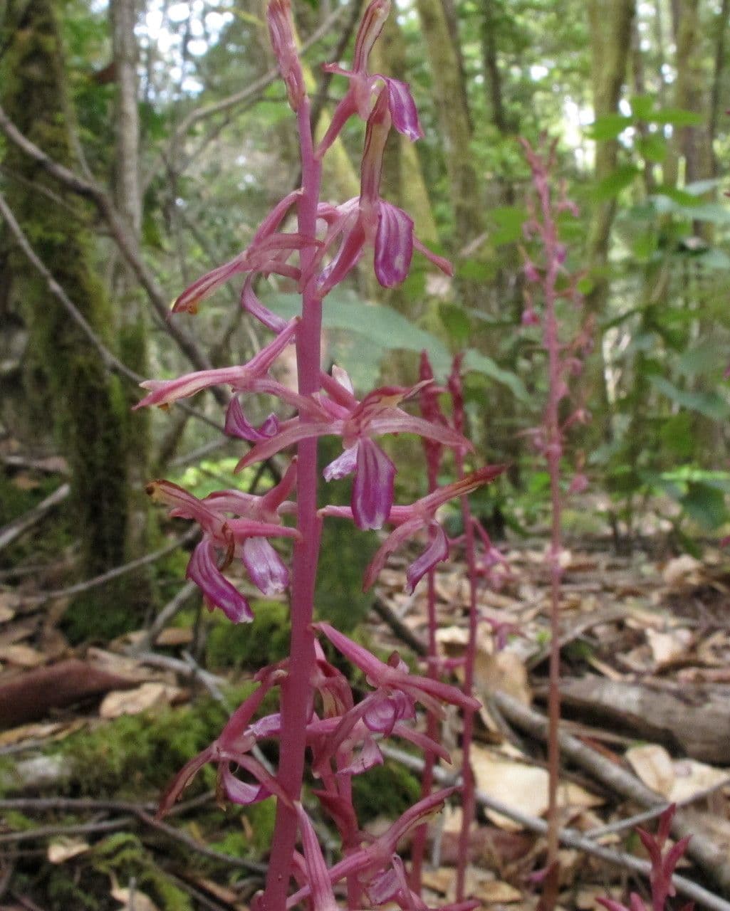 Corallorhiza 2