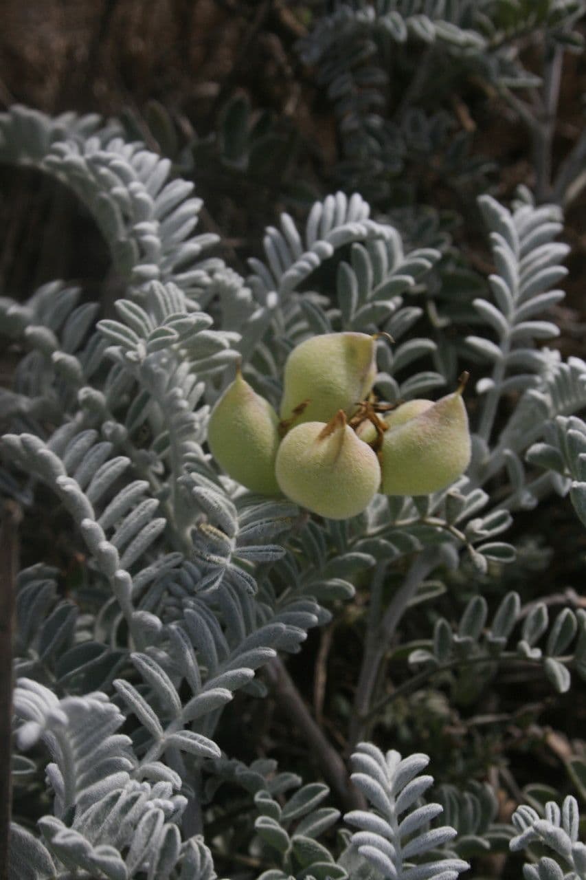 Astragalo