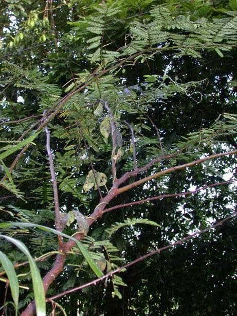 Mimosa 8