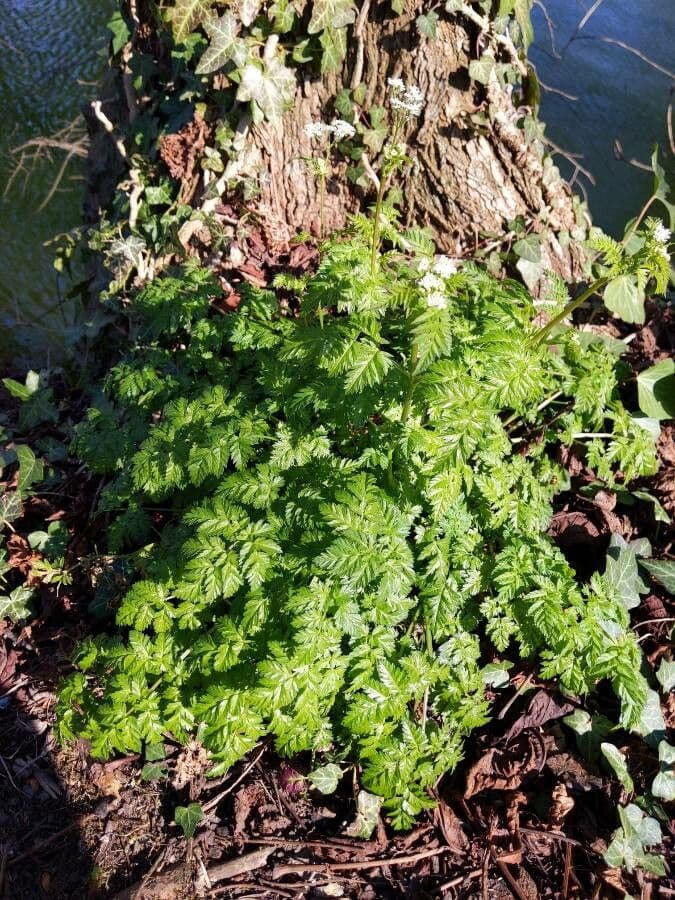 Cerfoglio selvatico 12