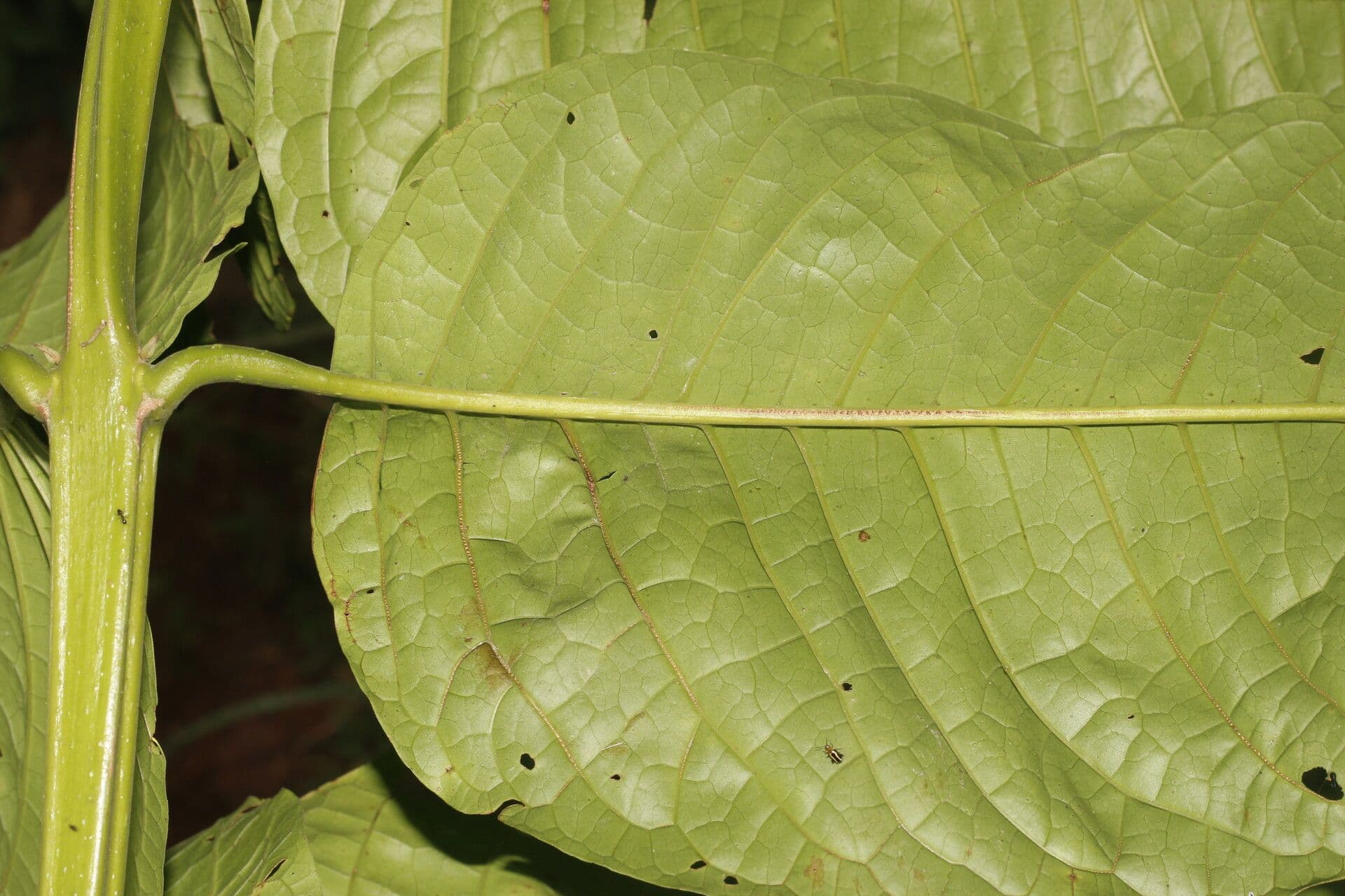Aegiphila
