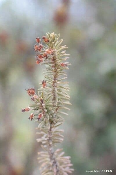 Erica multiflora 4