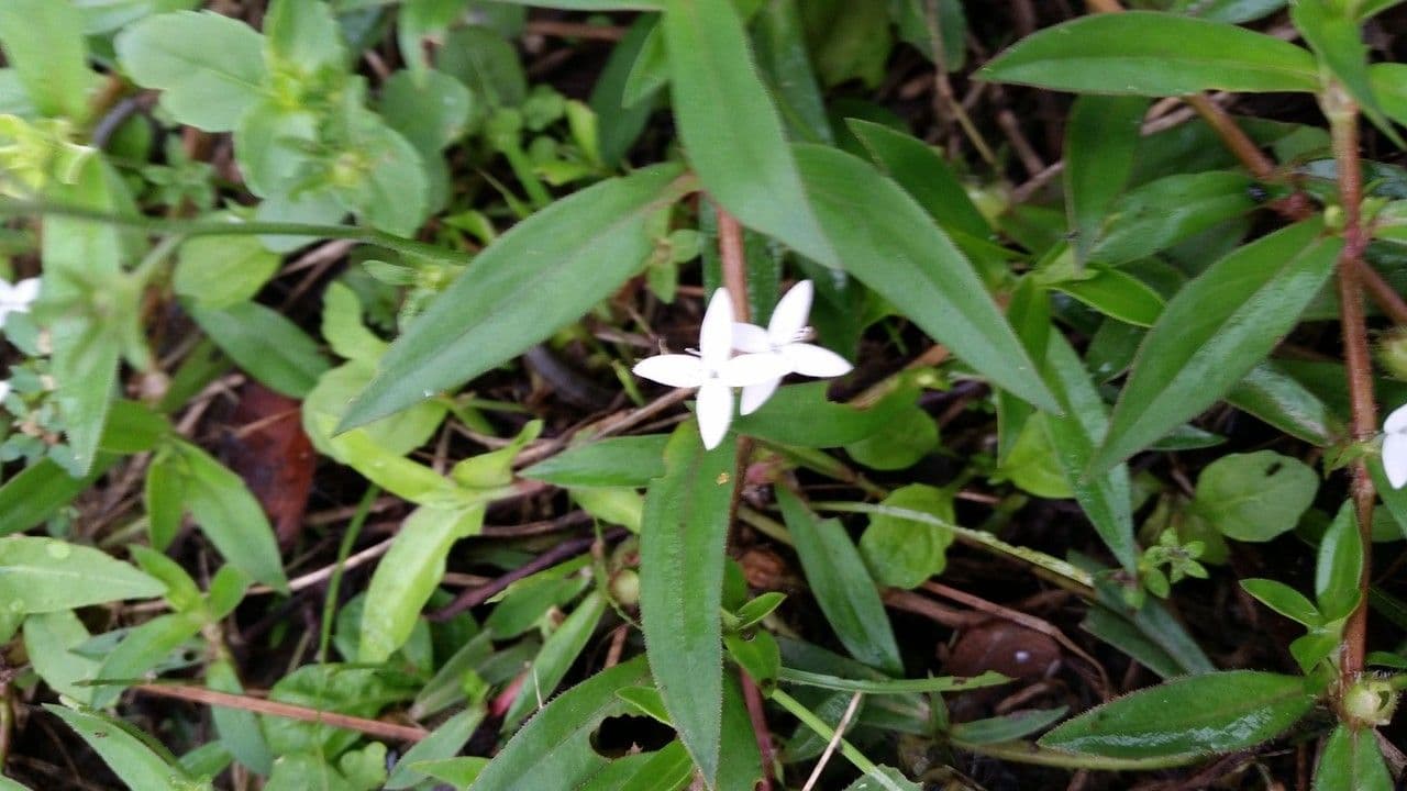 Diodia virginiana 11