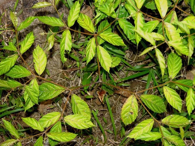Croton 2