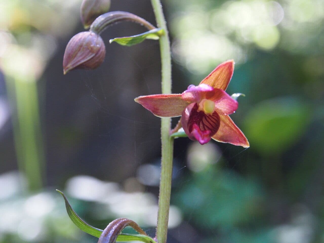 Epipactis di Royle 2