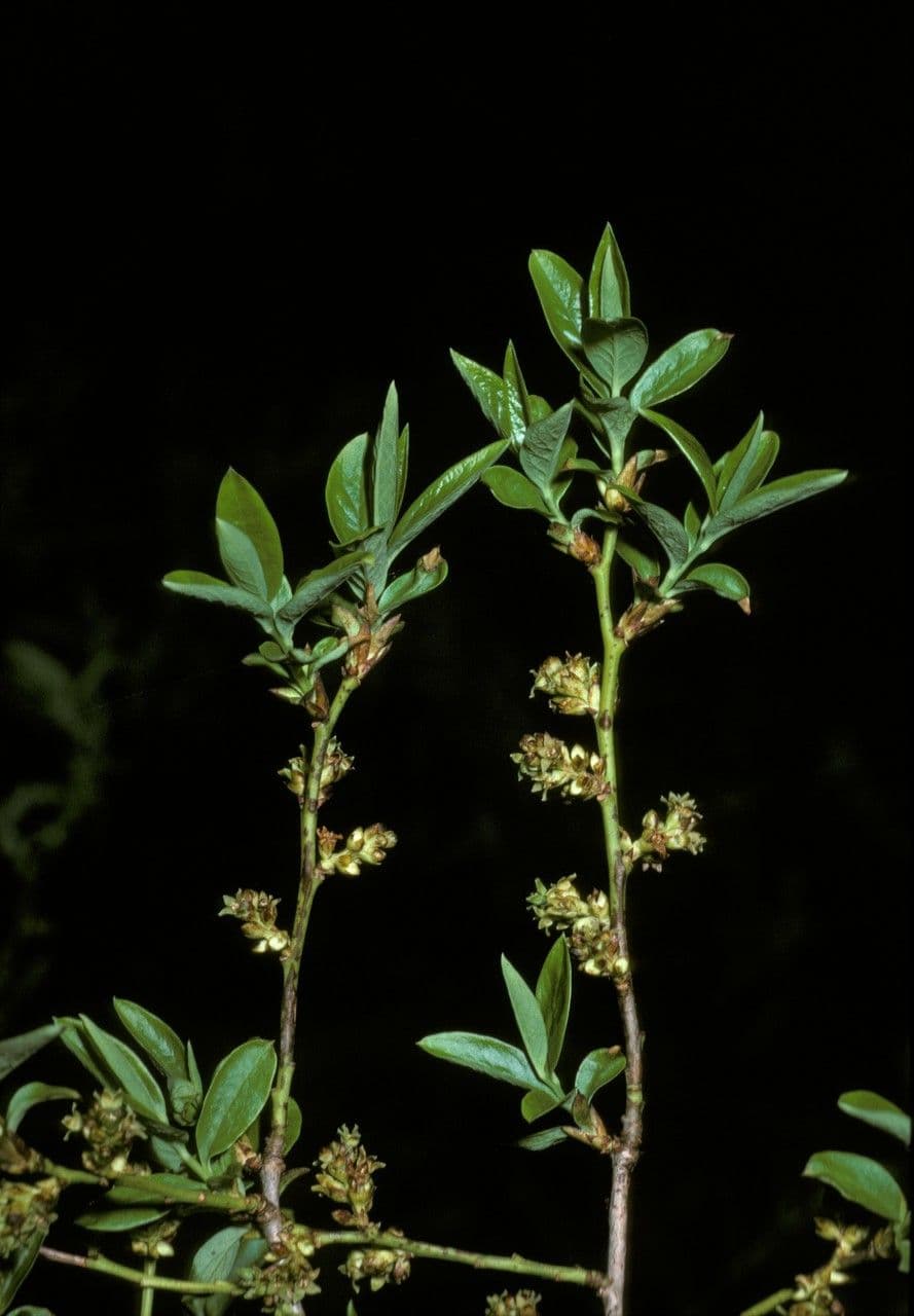 Myoschilos 3