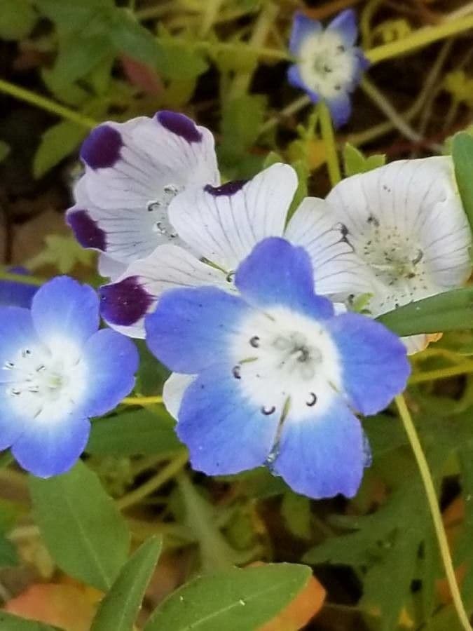 Nemophila 4