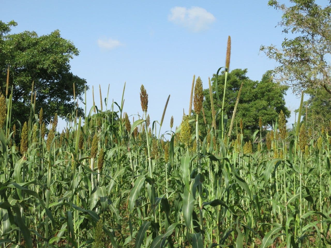Sorgo 11