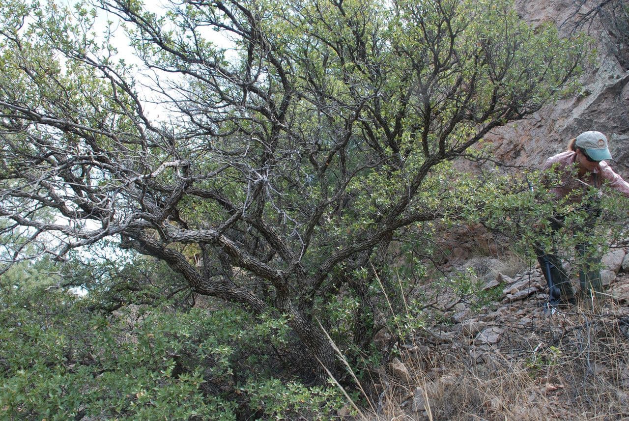 Quercia 5