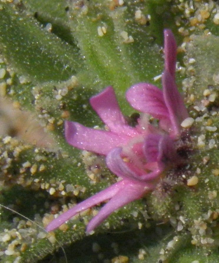 Silene littorea 3