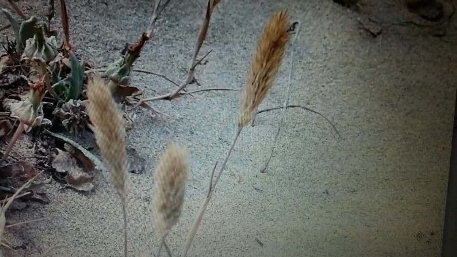 Codolina delle spiagge 20