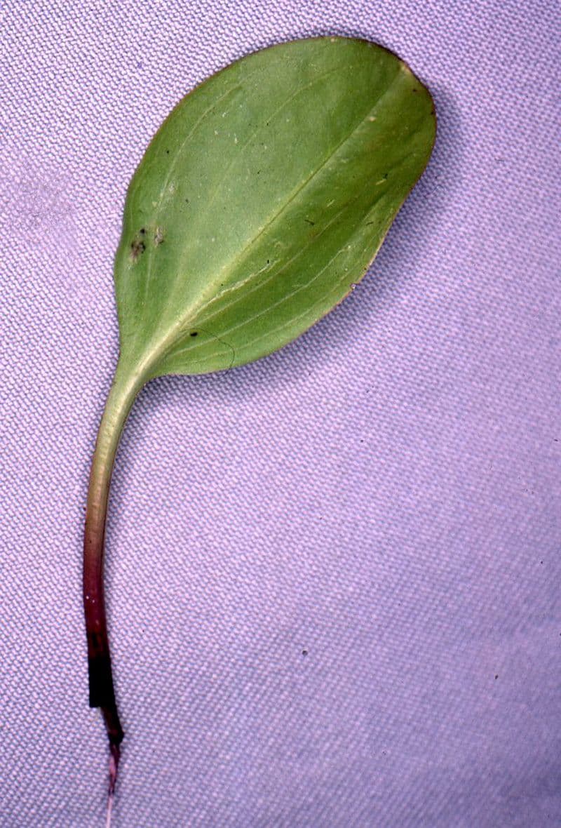 Suertia 14