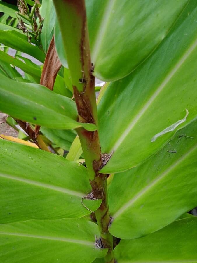 Hedychium coronarium 25