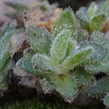 Draba douteuse 18