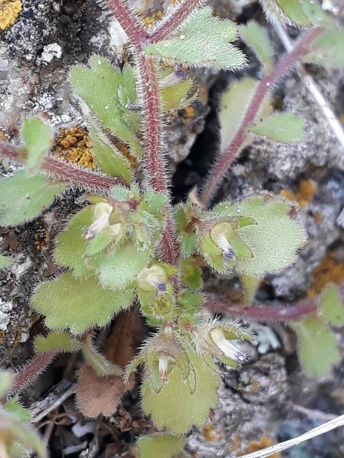 Campanula erinus 20
