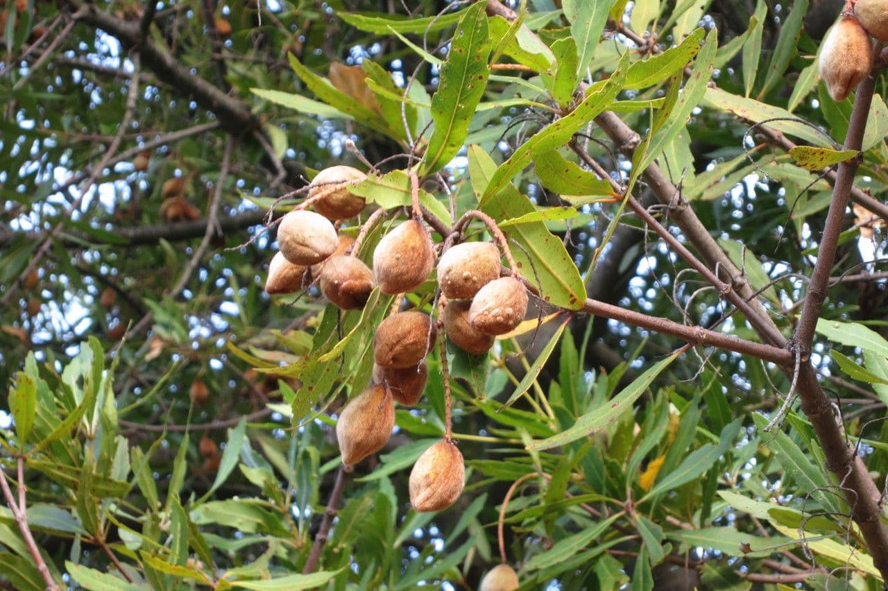 Brabejum 2