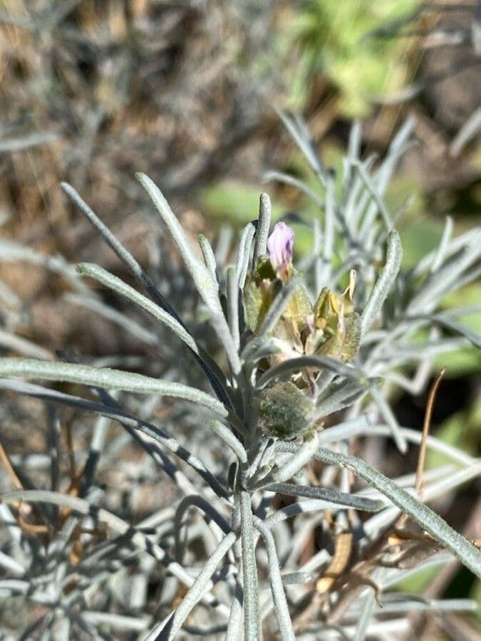 Parolinia 9