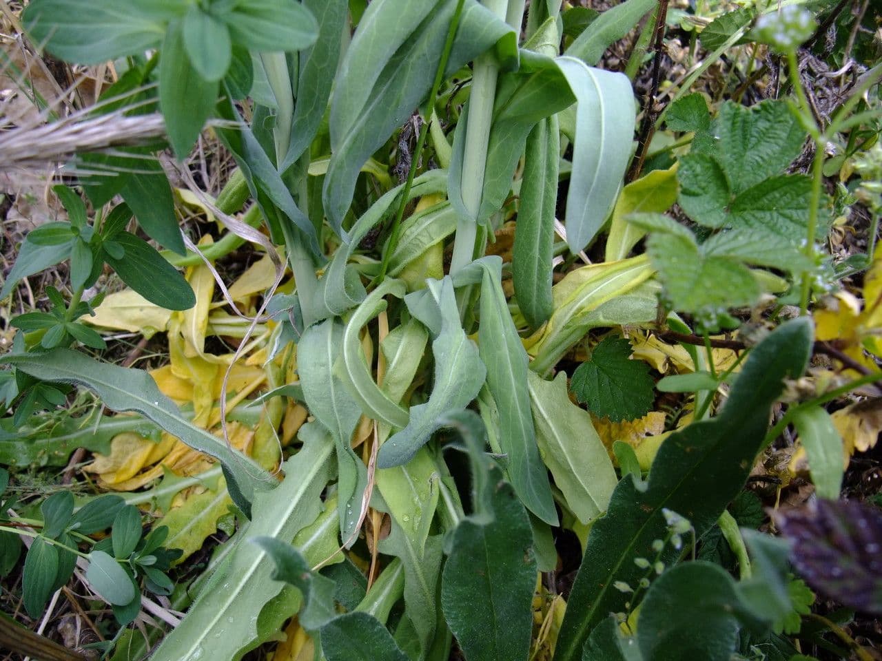 Arabetta liscia 14