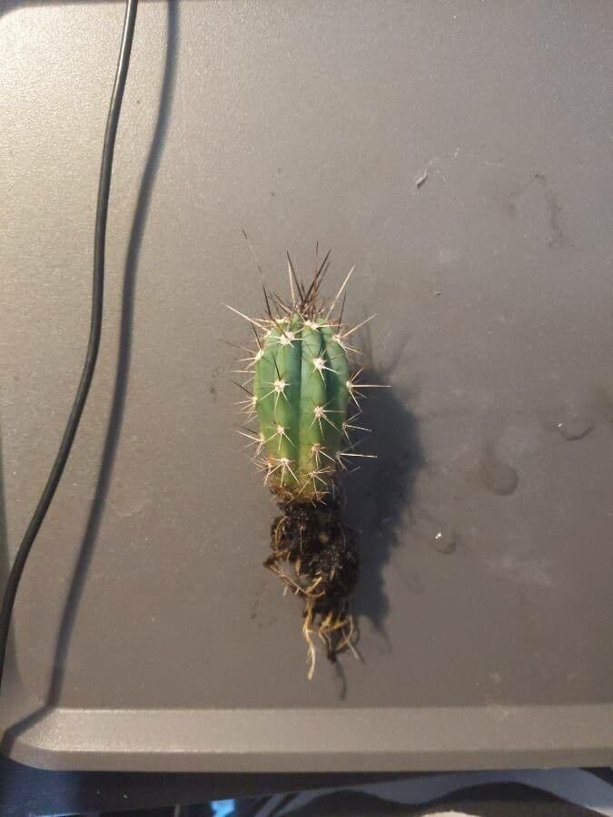 Cactus stuzzicadenti 13