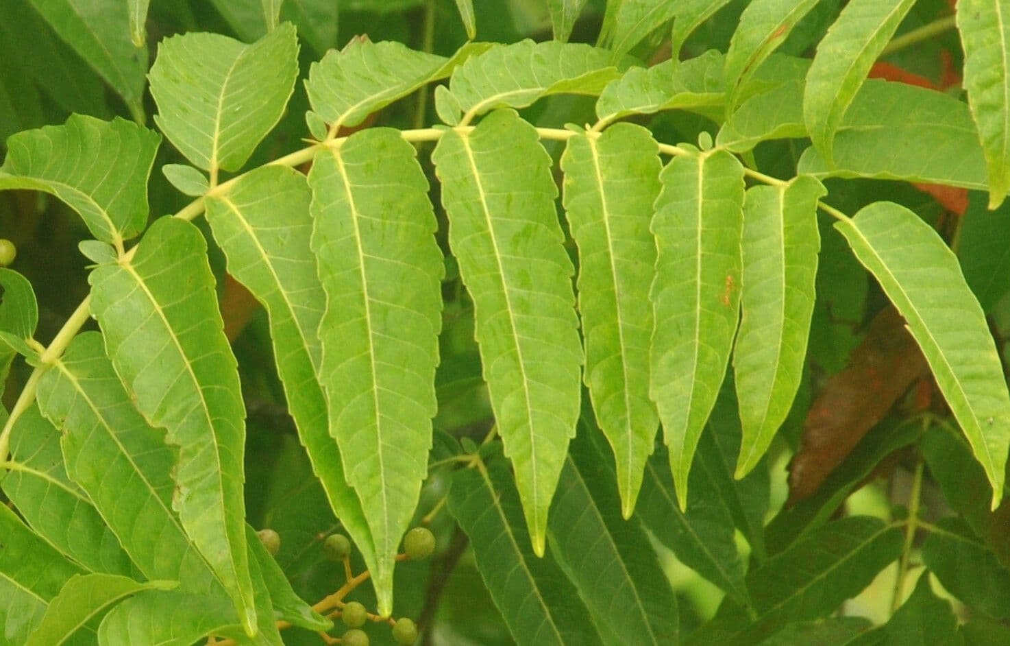 Sapindus rarak 2