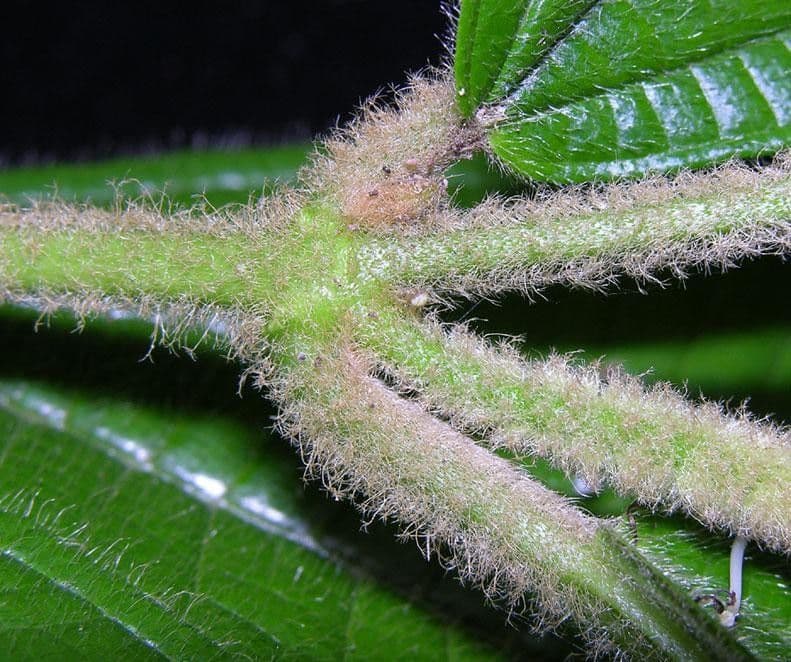 Miconia 15