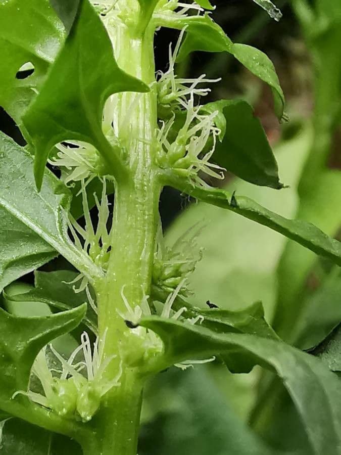 Spinaci 9