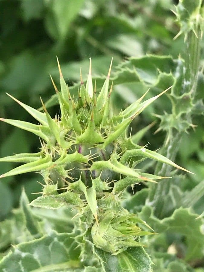 Mariendistel 29