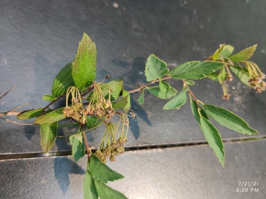 Reeve's spiraea