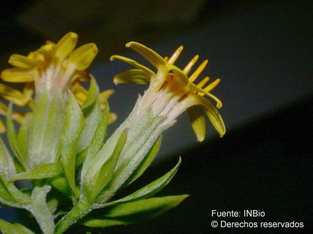 Trixis inula 5