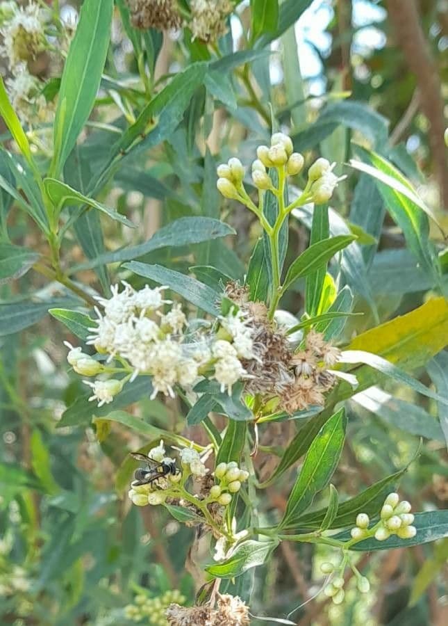 Emorys Baccharis 2