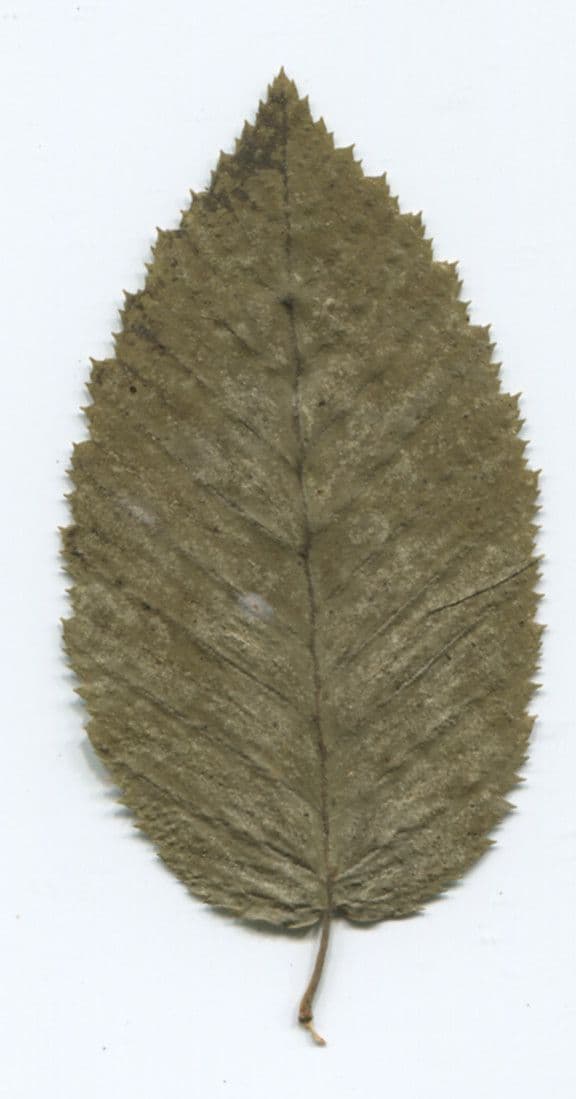 Carpino nero 28