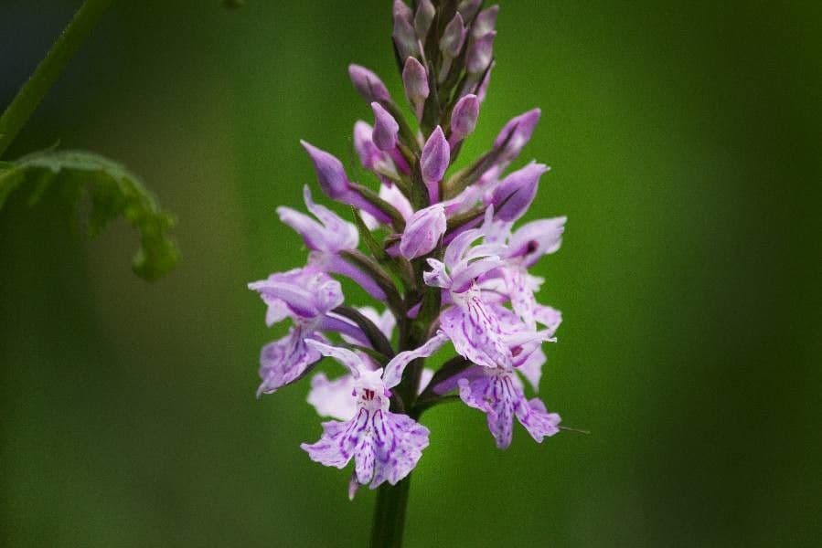 Orchide a labbro a cuneo