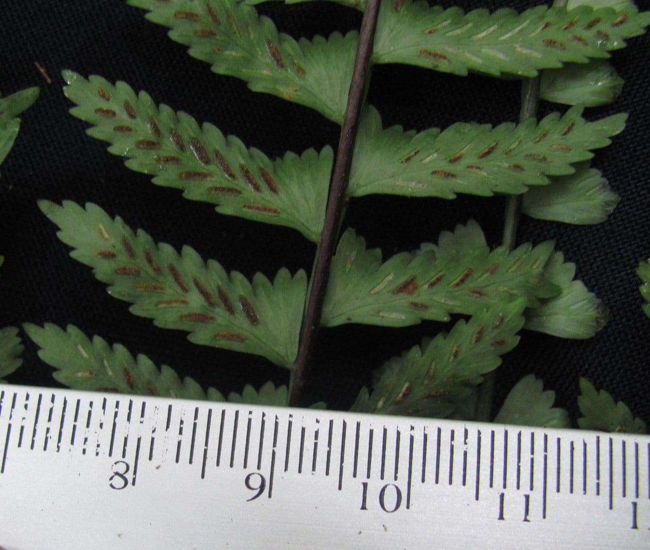 Asplénium ptéropus 7