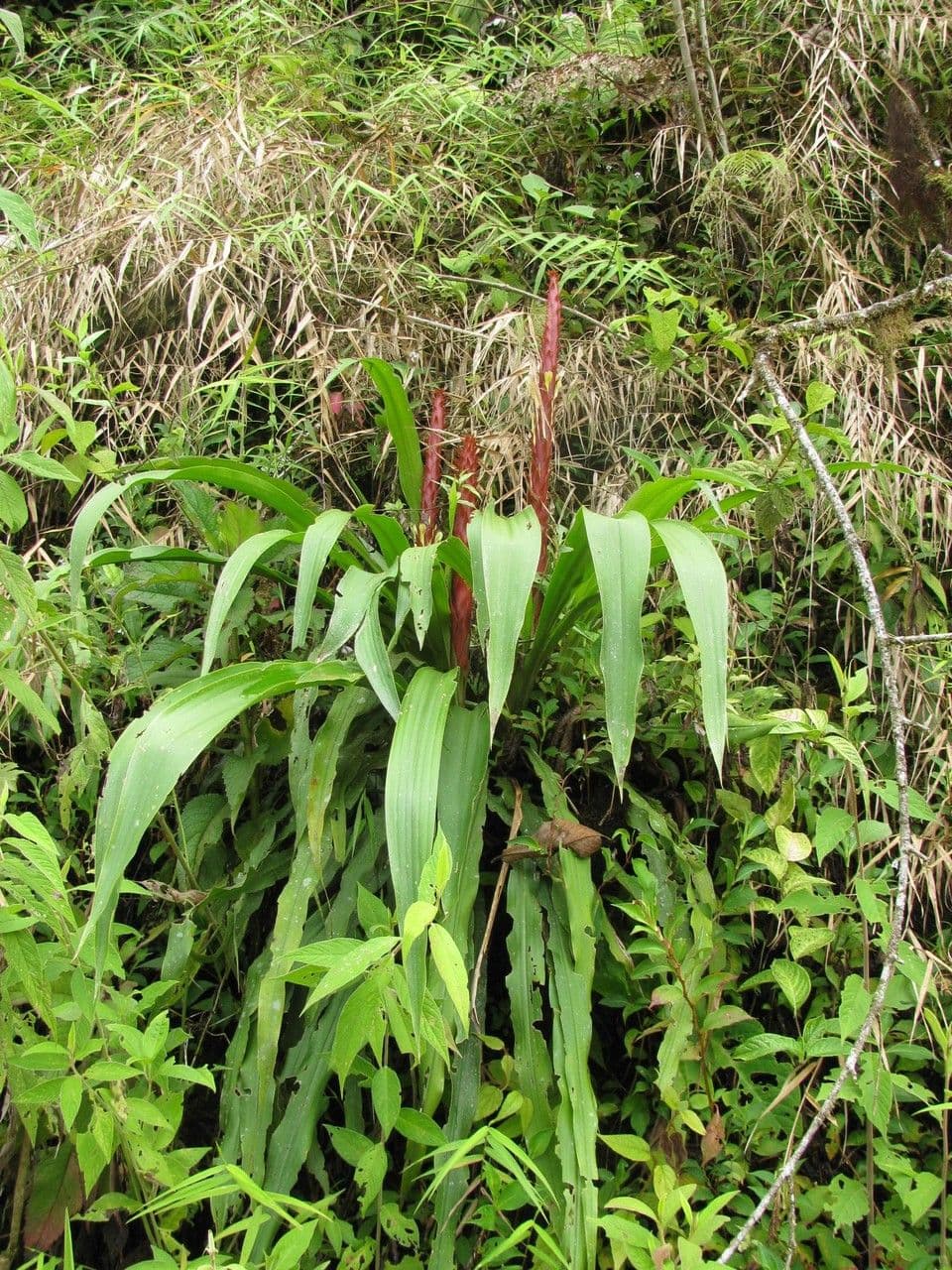 Überlappende Pitcairnia 5