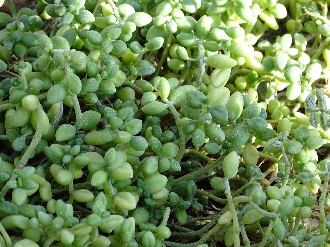 Monanthes
