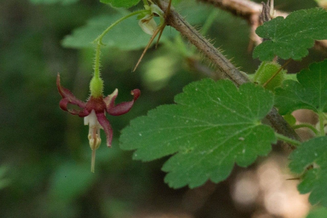 Ribes di Menzies 17