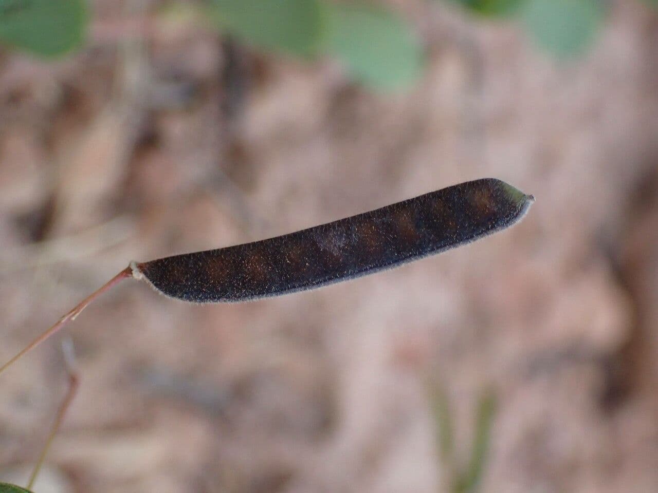 Chamaecrista rotundifolia