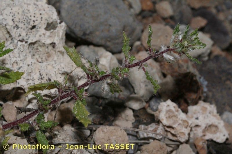 Forsskaolea 19