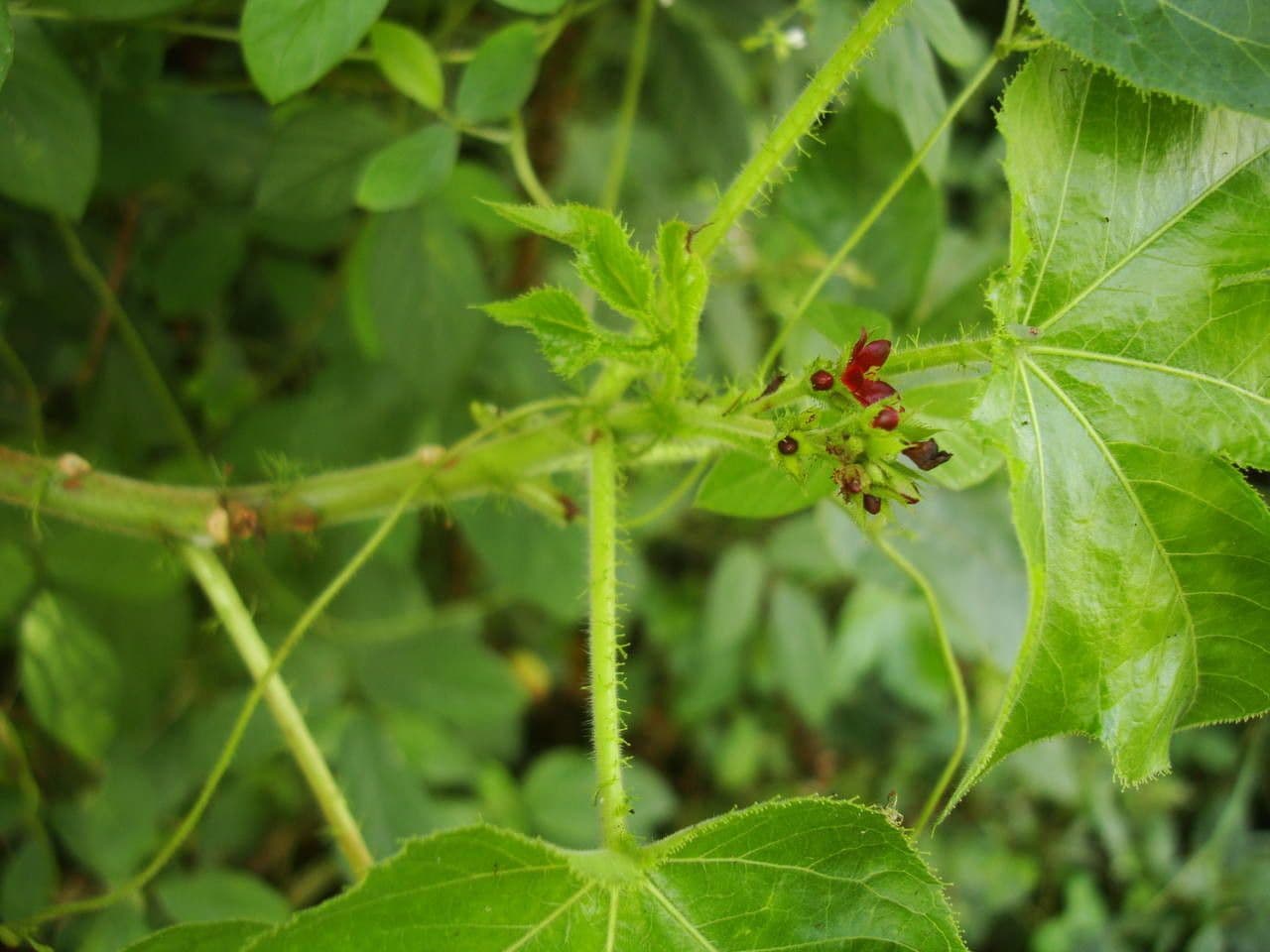 Bauchige Brechnuss 25